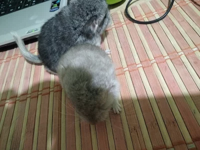 Činila mláďata