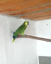 Vimena