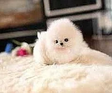 Krásný mužský a ženský pomeranian štěňata