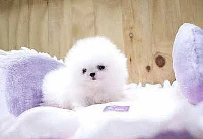 Krásný mužský a ženský pomeranian štěňata