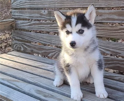SIBIŘSKÝ HUSKY