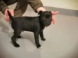 Prodám štěně Patterdale teriér