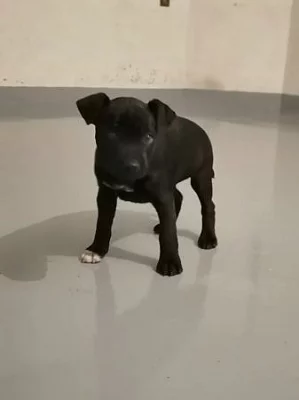 Prodám štěně Patterdale teriér