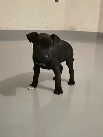 Prodám štěně Patterdale teriér