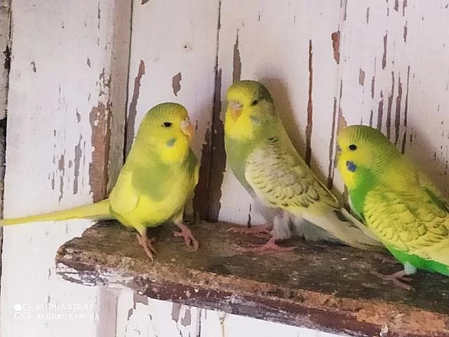 Andulky