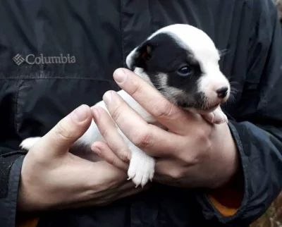Jack russell teriér