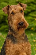 Erdelterier