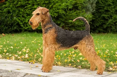 Erdelterier
