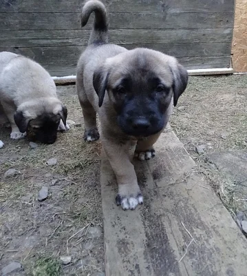 KANGAL - Kangalský pastevecký pes štěňata s PP FCI