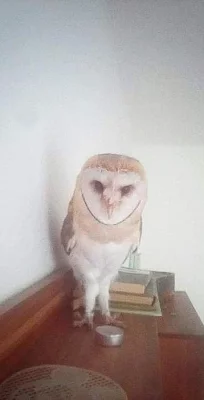 Sova Pálená
