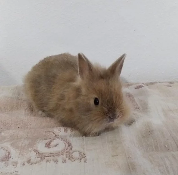 zakrslí králíčci k odběru v druhé polovině ledna