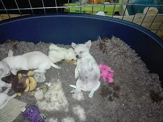 Štěňata Čivava krátkosrstá s Průkazem Původu