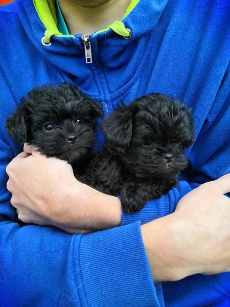 Opičí pinč s PP FCI