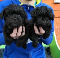 Opičí pinč s PP FCI