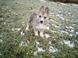 štěňata západosibiřské lajky