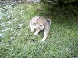 štěňata západosibiřské lajky