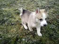 štěňata západosibiřské lajky