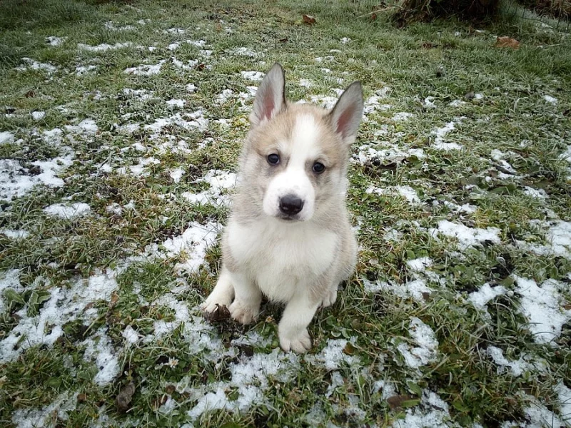 štěňata západosibiřské lajky