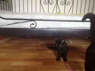 Krásná 4 koťata