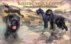 knírač velký černý s PP