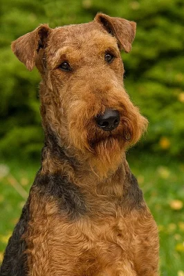 ERdelterier