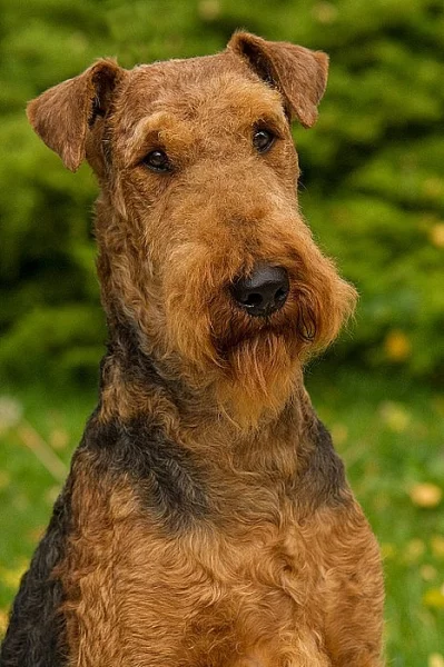 ERdelterier