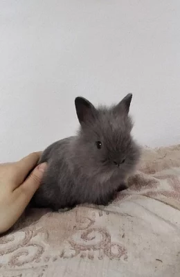 Zakrslí králíčci Lvíčci, Loffelohr-LO, krátkosrstí