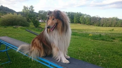 Krytí - pes - kolie dlouhosrstá zlatá