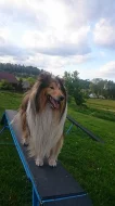 Krytí - pes - kolie dlouhosrstá zlatá