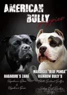 American bully