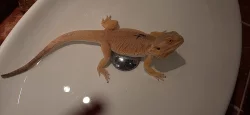 Agama vousata