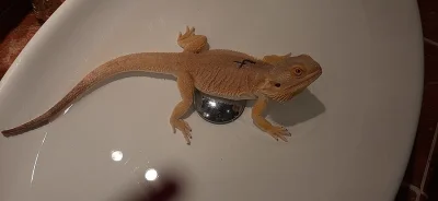 Agama vousata