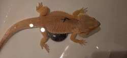 Agama vousata