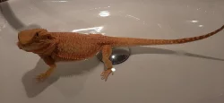 Agama vousata