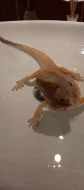 Agama vousata