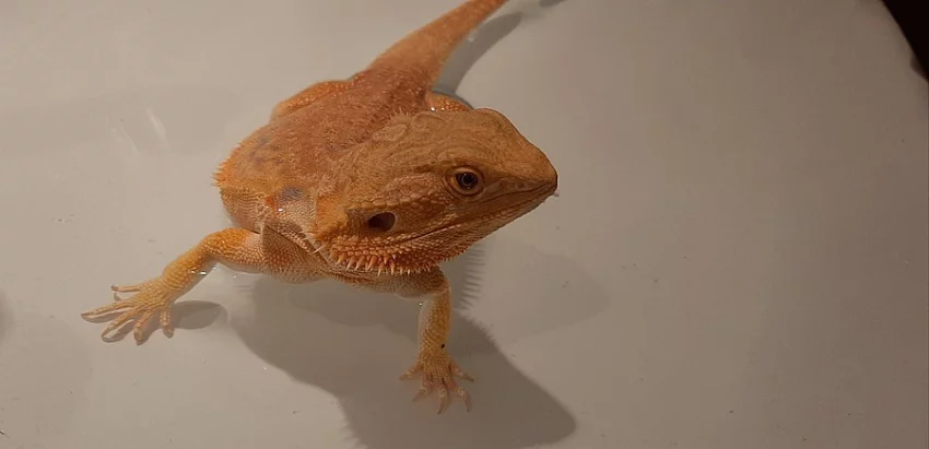 Agama vousata