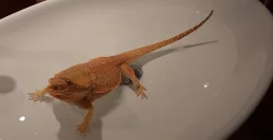 Agama vousata