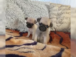 Mops štěňata / s (PP)