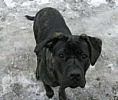 pes cane corso