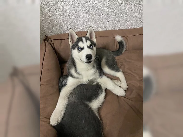 Rozkošná štěňata sibiřského husky