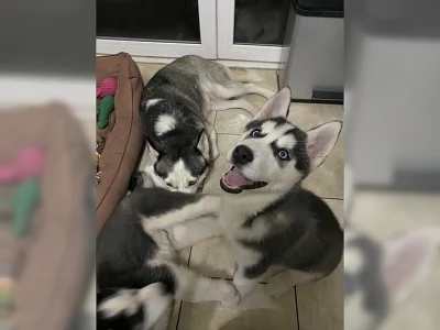 Rozkošná štěňata sibiřského husky