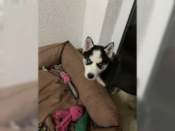 Rozkošná štěňata sibiřského husky