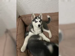 Rozkošná štěňata sibiřského husky