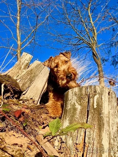 Prodám fenu welsh teriera s PP