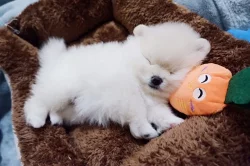 Nádherná štěňata Pomeranian Rodokmen.