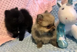 Nádherná štěňata Pomeranian Rodokmen.