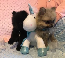 Nádherná štěňata Pomeranian Rodokmen.