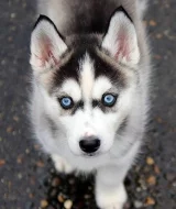 Štěňátka Sibiřský husky~