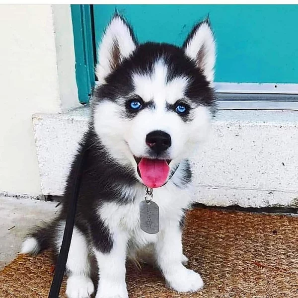 Štěňátka Sibiřský husky~