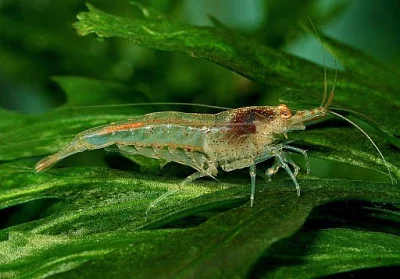 Krevetky Neocaridina